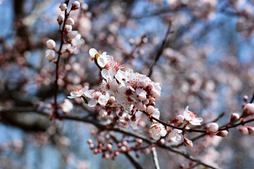 a gorgeous pink bloom on a spring day with blue sky