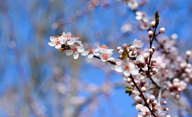 spring flowering on tree branches