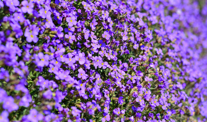 Fototapeta premium a beautiful purple bloom in spring