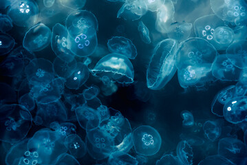Many small jellyfish Aurelia aurita in Black sea. Crimea