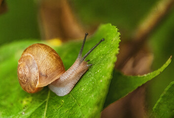 Snail