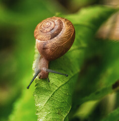 Snail