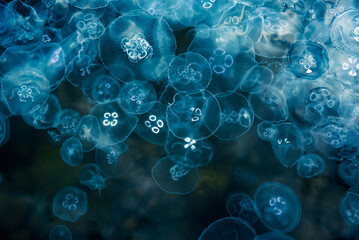 Many small jellyfish Aurelia aurita in Black sea. Crimea - obrazy, fototapety, plakaty