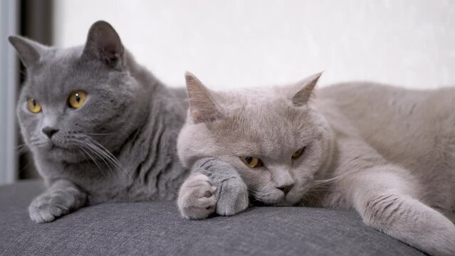 Two Sleepy Gray Fluffy Cats Lie on a Soft Pillow in the Room, Hugging Paws. Tired sleepy adorable pets relax, rest together at home. Purebred domestic cats with green eyes. Concept love for pets. 4K.