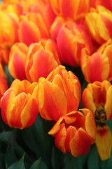 yellow-red tulips in the garden, blurred floral background