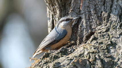A nuthatch willingly posing on camera