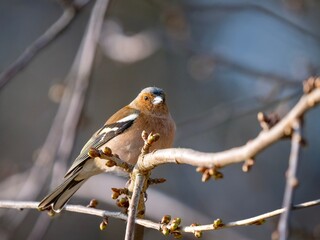 chaffinch