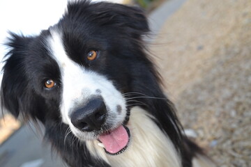 Border Collie