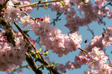 cherry blossom