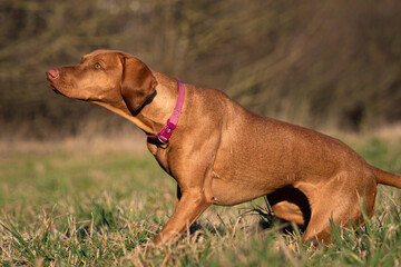 A ungarian magyar vizsla dog closeup in jena