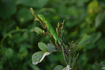 lagartija verde