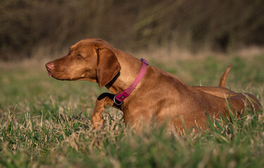 A ungarian magyar vizsla dog closeup in jena