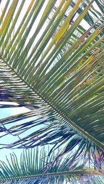 palm tree branches