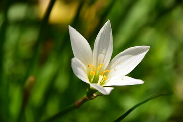 Obraz premium plant life behind the house