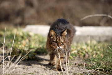 running wild cat