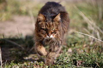 running wild cat