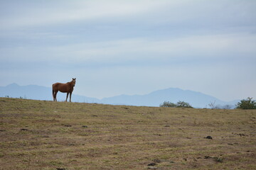 paisaje con caballo