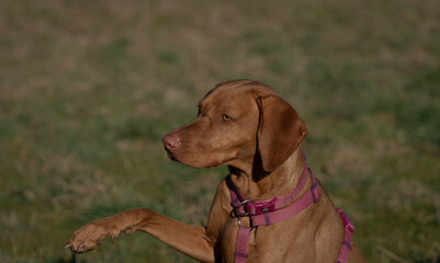 A ungarian magyar vizsla dog closeup in jena