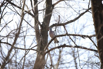 Fototapeta na wymiar wild wood pigeon on branches in the forest