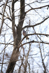 wild wood pigeon on branches in the forest