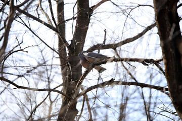 Fototapeta premium wild wood pigeon on branches in the forest