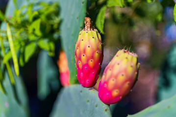 Colorful opuntia cactus fruits plantation.