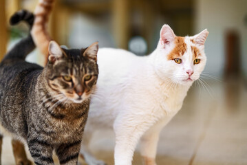 Two stray cats on the street.