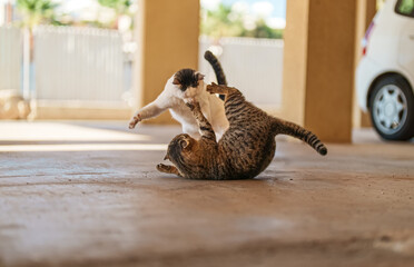Two stray cats are fighting on the street. © M-Production