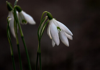 Fototapeta premium first spring flower snowdrop