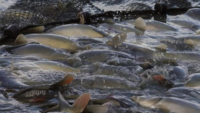 Karpfenernte, abfischen eines Zuchtteiches