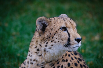Gepard, cheetah, big cat, cats © Jim Barris