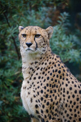 Gepard, cheetah, big cat, cats © Jim Barris