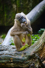 Monkey, primat drill