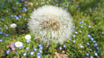 Dandelion in the floral meadow