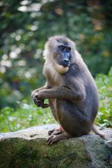 Monkey, primat drill