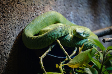 Snake, green snake, terarium