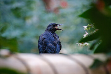 birds, bird, black, dark 