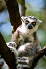 Lemur catta, monkey, portrait