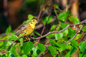 The yellowhammer (Emberiza citrinella) is a passerine bird in the bunting family that is native to Eurasia and has been introduced to New Zealand and Australia.
