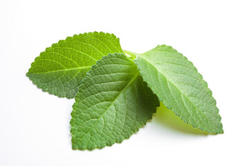 Sprig leaves of fresh mint on white background. Green peppermint for cooking and decorating dishes.