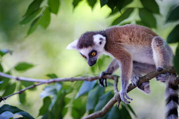 Lemur catta, monkey, portrait