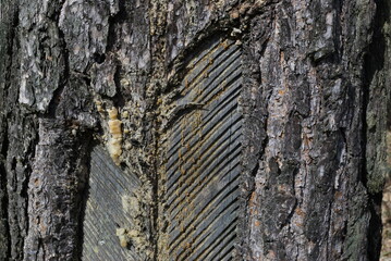 Resin extraction consists of incising the outer layers of a pine tree in order to collect the sap...