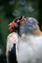 King vulture in the nature