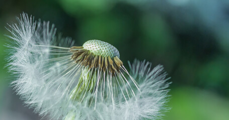 Dreamy dandelion macro. natural background. Copy space