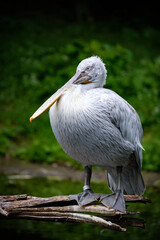 pelican, white bird, big bird, poink pelicans