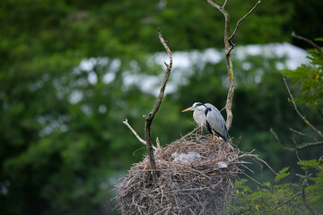 volavka, bird, grey heron