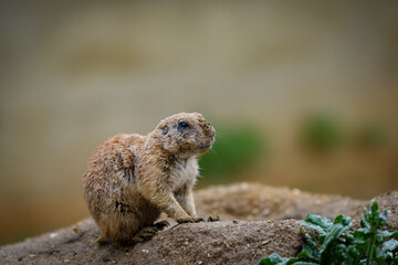 black-tailed prairie dog 