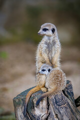 suricatta, guard, portrait