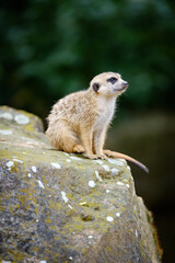 suricatta, guard, portrait