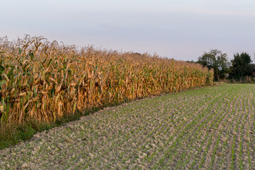 Obraz premium Growing maize, cereal ready for harvest.